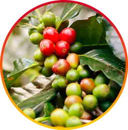 Chlorogenic Acid Ingredient